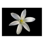 Star of Bethlehem ~ ATC card