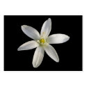 Star of Bethlehem ~ ATC card business cards