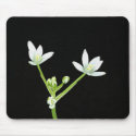 Star of Bethlehem mousepads