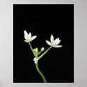Star of Bethlehem posters