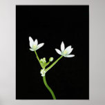 Star of Bethlehem posters