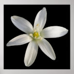 Star of Bethlehem ~ print