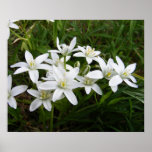 Star of Bethlehem ~ print