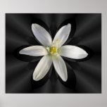 Star of Bethlehem shadow ~ print