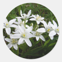 Star of Bethlehem ~ sticker