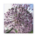 "Star of Persia II" magnets