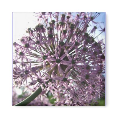 "Star of Persia II" Fridge Magnets by CatsFlowerGarden