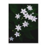 star white postcards