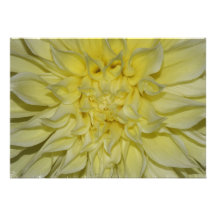 Starburst Dahlia Invitation