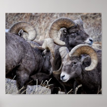 Stare Down Print