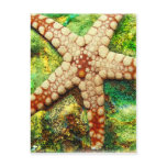 Starfish Aquatic Animal Digital Art -JungleWalk postcards