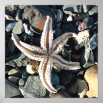 Starfish Canvas print