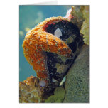 Starfish - Card