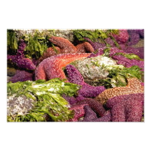 Starfish Closeup Photo