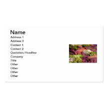 Starfish Closeup Photo Business Card Templates