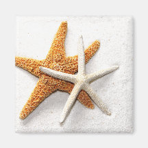 Starfish Magnet