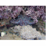 Starfish photo sculptures