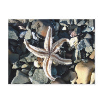 Starfish Post Card