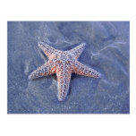Starfish Postcard