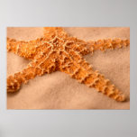 Starfish Print
