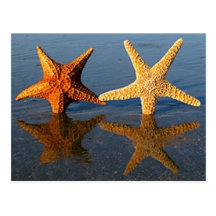 Starfish reflection Postcard