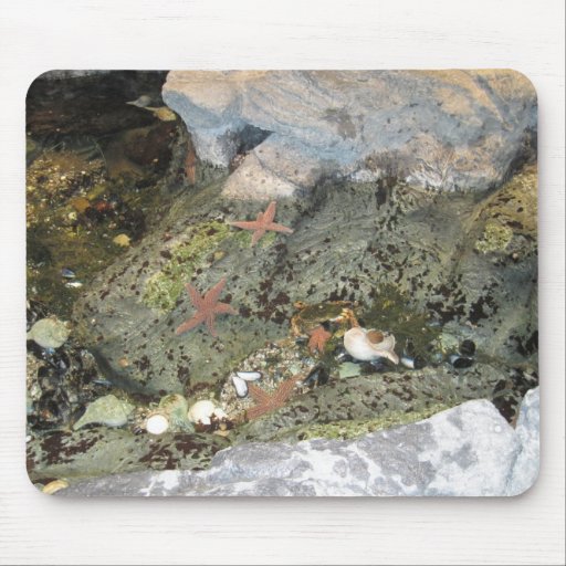 starfish starfish mouse pads