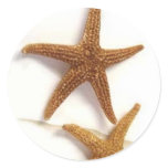 Starfish Round Sticker