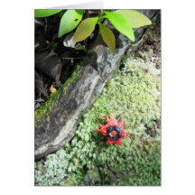Starfish Stinkhorn Fungi Card