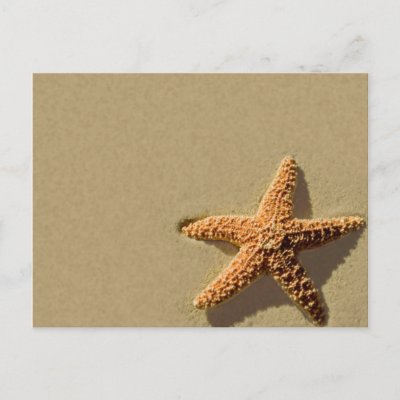 Starfish Tropical Event And Wedding Invitation Postcards by TDSwhite