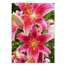 Stargazer Bouquet Cards