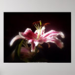 stargazer lilies #15 posters