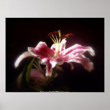 stargazer lilies #15 posters