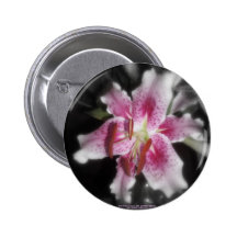 stargazer lilies #3 pinback buttons