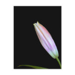 Stargazer Lily Bud postcards