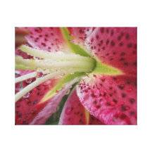 Stargazer Lily Gallery Wrapped Canvas