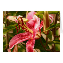 Stargazer Lily Card