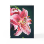 Stargazer Lily cards