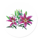 Stargazer Lily Family Sticker