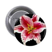 Stargazer lily  flowers buttons
