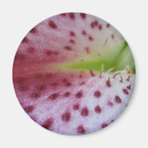 Stargazer Lily Fridge Magnet
