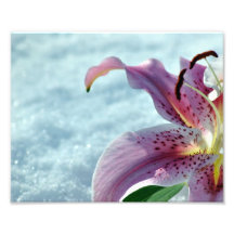 Stargazer Lily in the Snow Print Art Photo