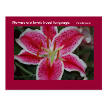 Stargazer Lily Inspirational Postcard