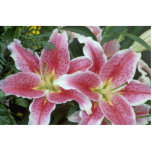 Stargazer Lily Cut Out