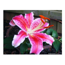 Stargazer Lily Post Card