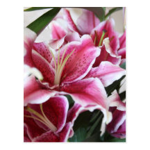 Stargazer Lily Post Card