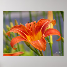 Stargazer Lily Print