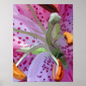 Stargazer Lily posters