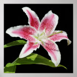 Stargazer Lily posters