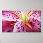 Stargazer Lily Print