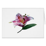 Stargazer Lily Profile Gifts Cards